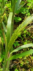 Panicum capillare