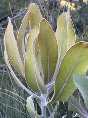 Protea lorifolia