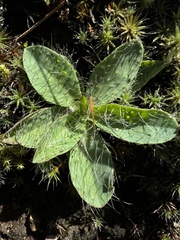 Pilosella officinarum