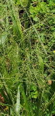 Panicum capillare