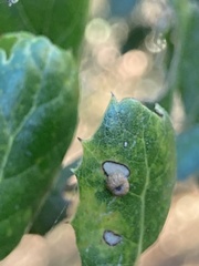 Dryocosmus minusculus