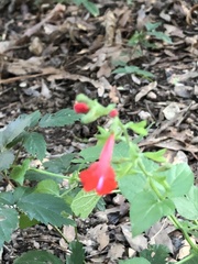 Salvia coccinea