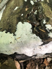 Ceratiomyxa