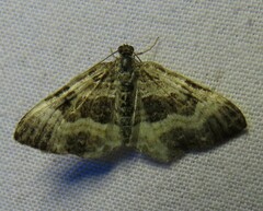 Epirrhoe alternata