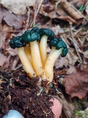 Leotia viscosa