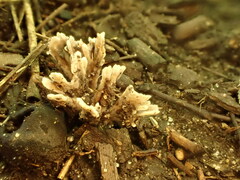 Thelephora penicillata