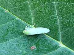 Gyponana