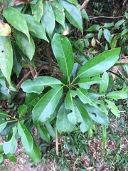 Daphniphyllum oldhami