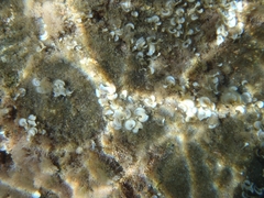 Padina pavonica