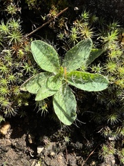 Pilosella officinarum