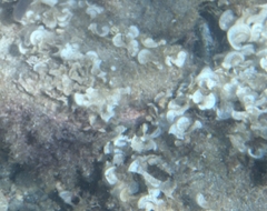 Padina pavonica