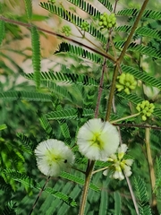 Acaciella angustissima