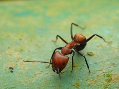 Camponotus nicobarensis