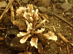 Thelephora penicillata