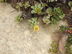 Solidago spathulata