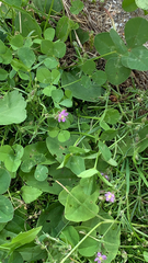 Spergularia rubra