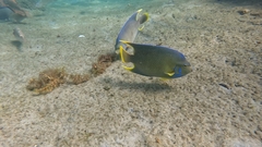 Holacanthus bermudensis