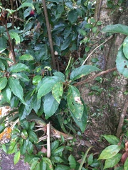 Elaeocarpus japonicus