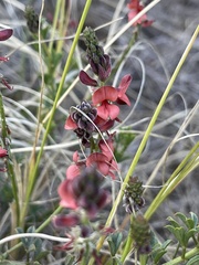 Indigofera heterophylla
