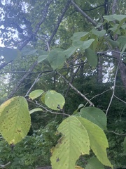 Ulmus rubra