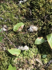 Clavulina coralloides