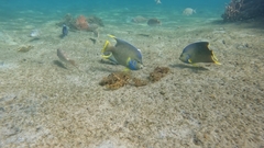 Holacanthus bermudensis