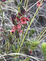 Indigofera heterophylla