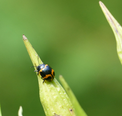 Labidomera clivicollis