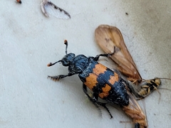 Nicrophorus