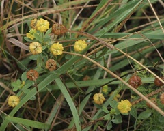 Trifolium aureum