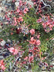Indigofera heterophylla
