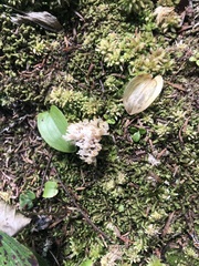 Clavulina coralloides