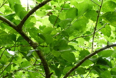 Cyclophyllum barbatum