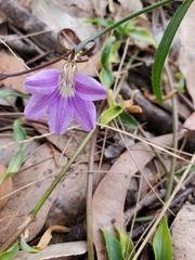 Scaevola ramosissima