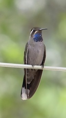 Lampornis clemenciae