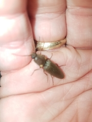 Deilelater physoderus