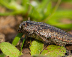 Ectinogonia buquetii