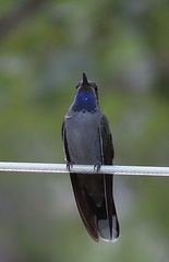 Lampornis clemenciae