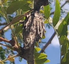 Thyridopteryx ephemeraeformis