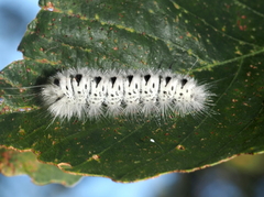 Lophocampa caryae