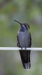 Lampornis clemenciae