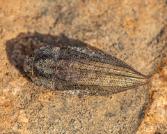 Ectinogonia buquetii
