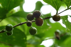 Cyclophyllum barbatum
