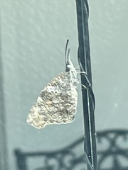 Libytheana carinenta