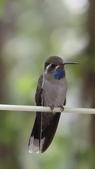 Lampornis clemenciae