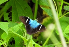 Astraptes fulgerator azul