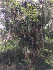 Freycinetia formosana
