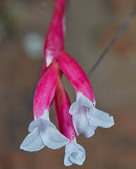 Tillandsia tenuifolia