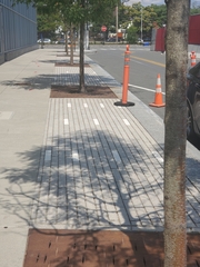 Thyridopteryx ephemeraeformis