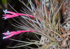 Tillandsia tenuifolia